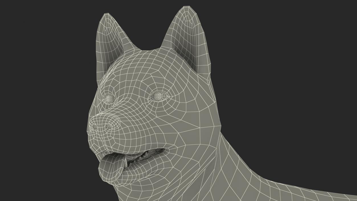 3D Siberian Husky Black Standing Pose Fur model