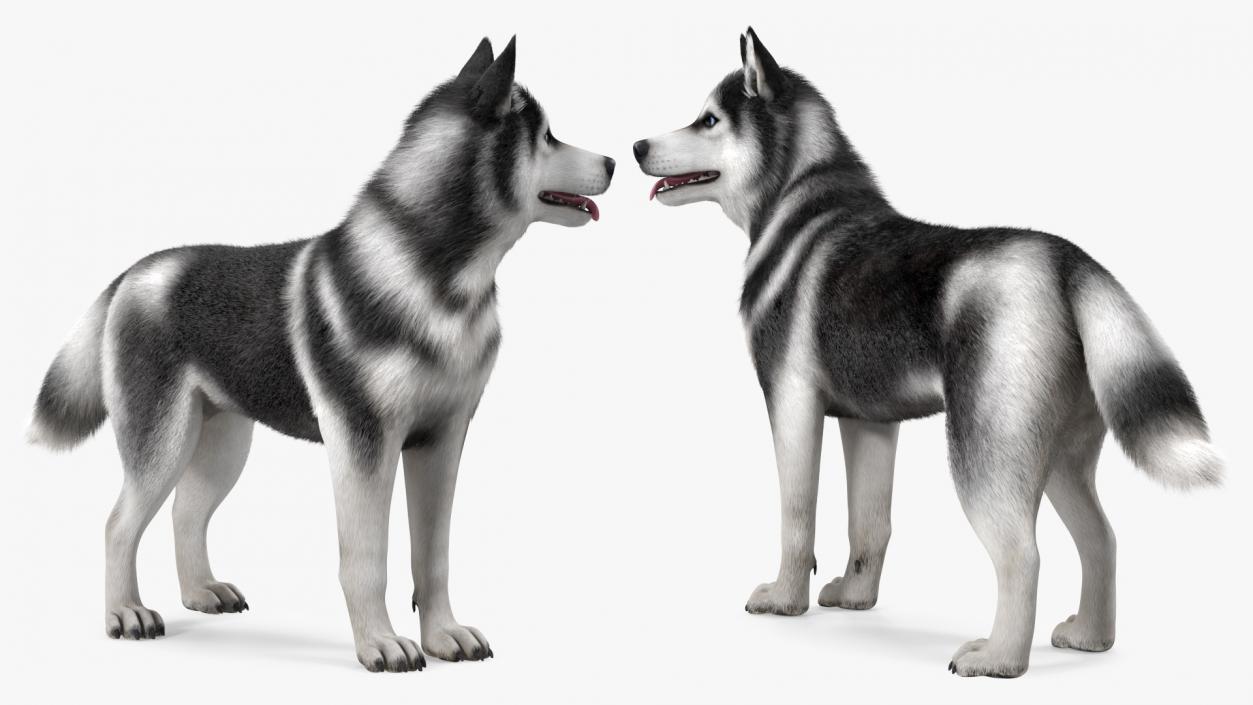 3D Siberian Husky Black Standing Pose Fur model