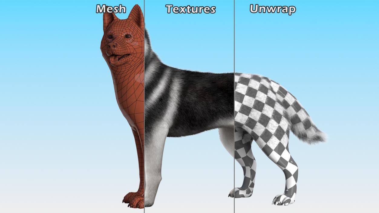 3D Siberian Husky Black Standing Pose Fur model