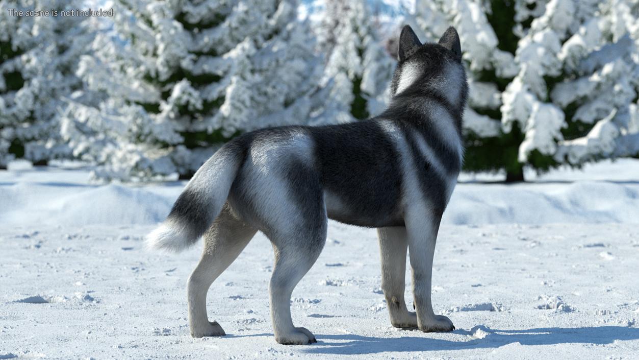 3D Siberian Husky Black Standing Pose Fur model