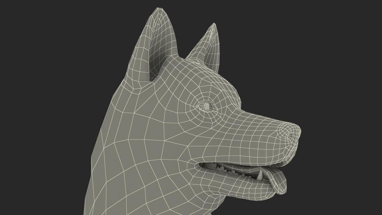 3D Siberian Husky Black Standing Pose Fur model