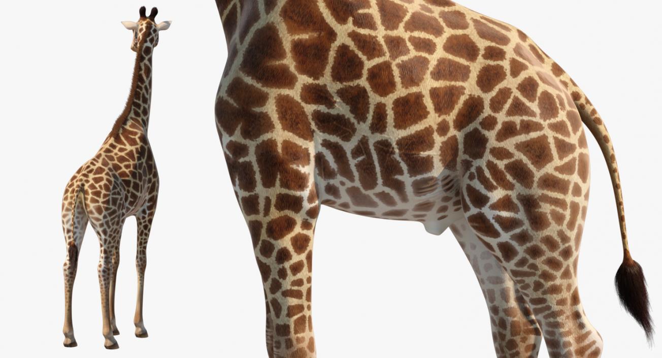 3D model Giraffe Standing Pose Fur