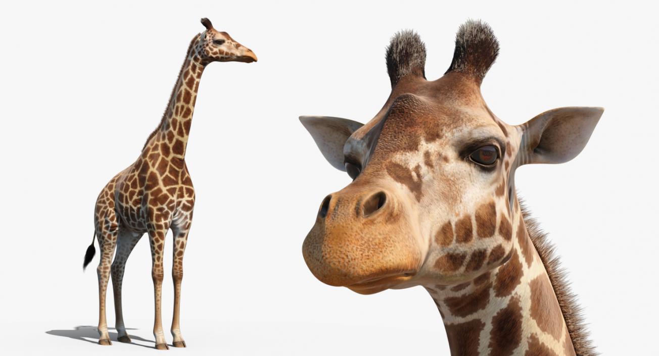 3D model Giraffe Standing Pose Fur