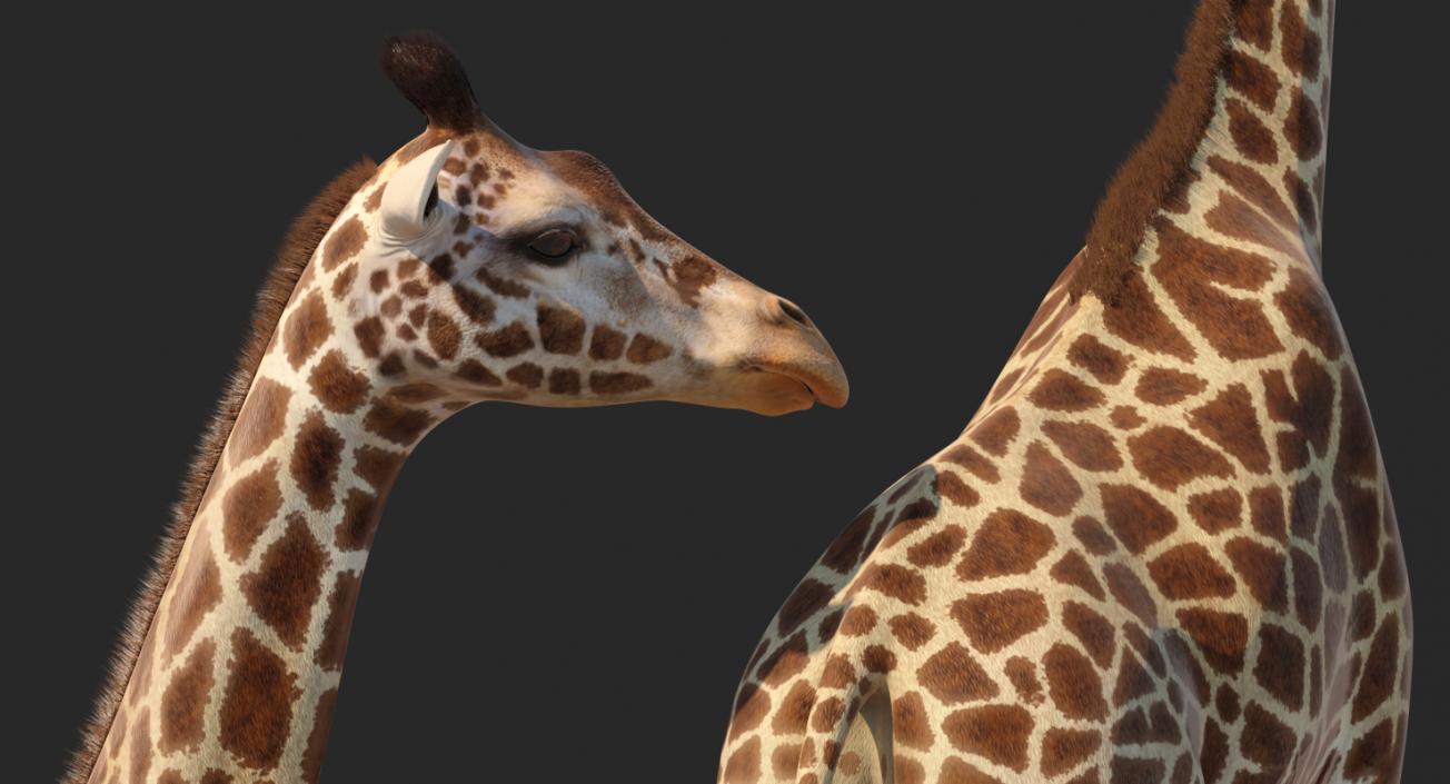 3D model Giraffe Standing Pose Fur