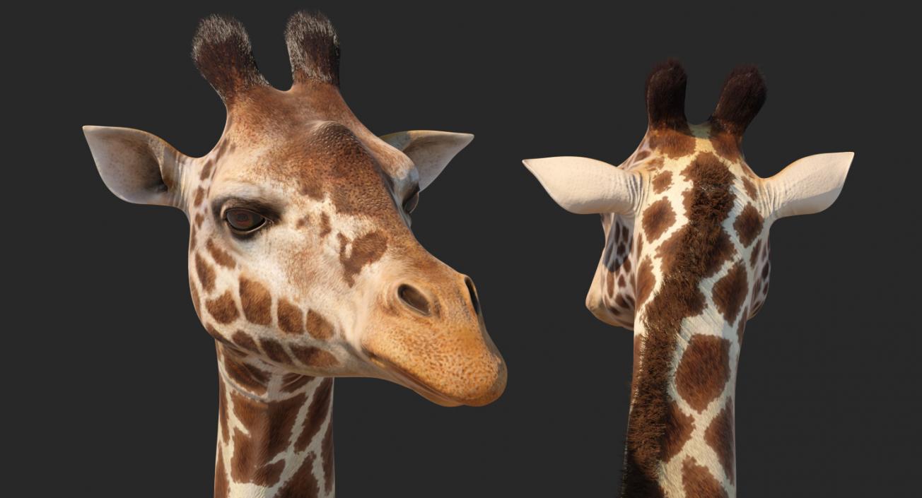 3D model Giraffe Standing Pose Fur