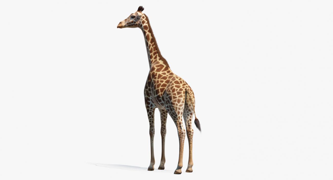 3D model Giraffe Standing Pose Fur