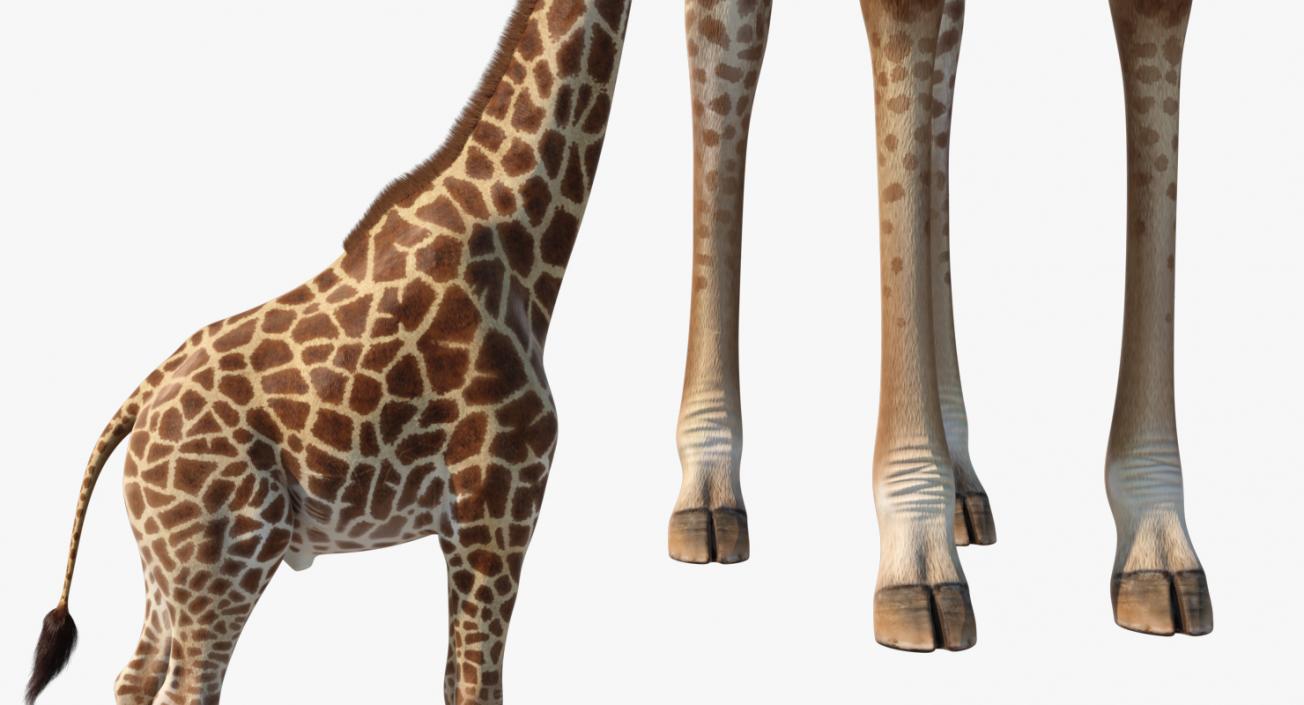 3D model Giraffe Standing Pose Fur