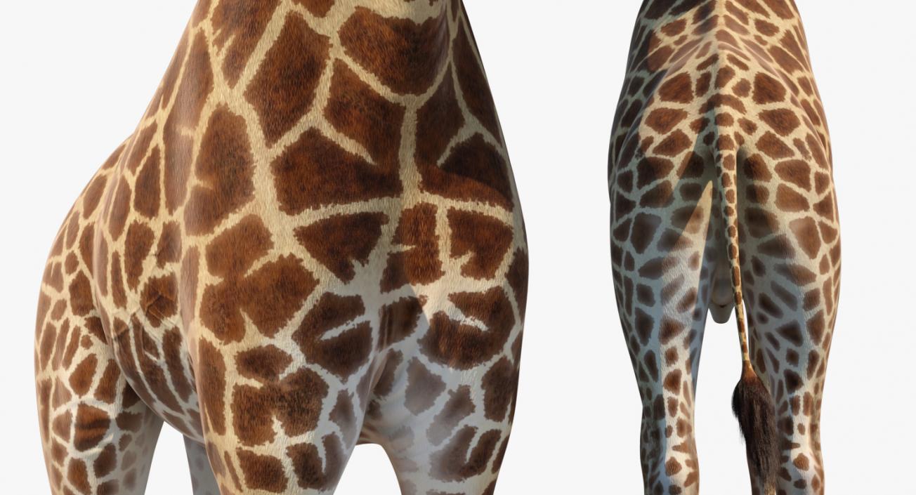 3D model Giraffe Standing Pose Fur