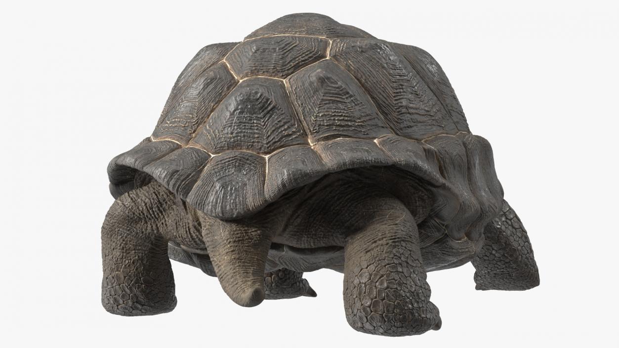 3D model Giant Black Tortoise Walk Pose