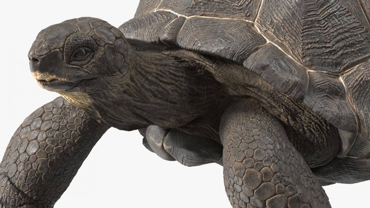 3D model Giant Black Tortoise Walk Pose