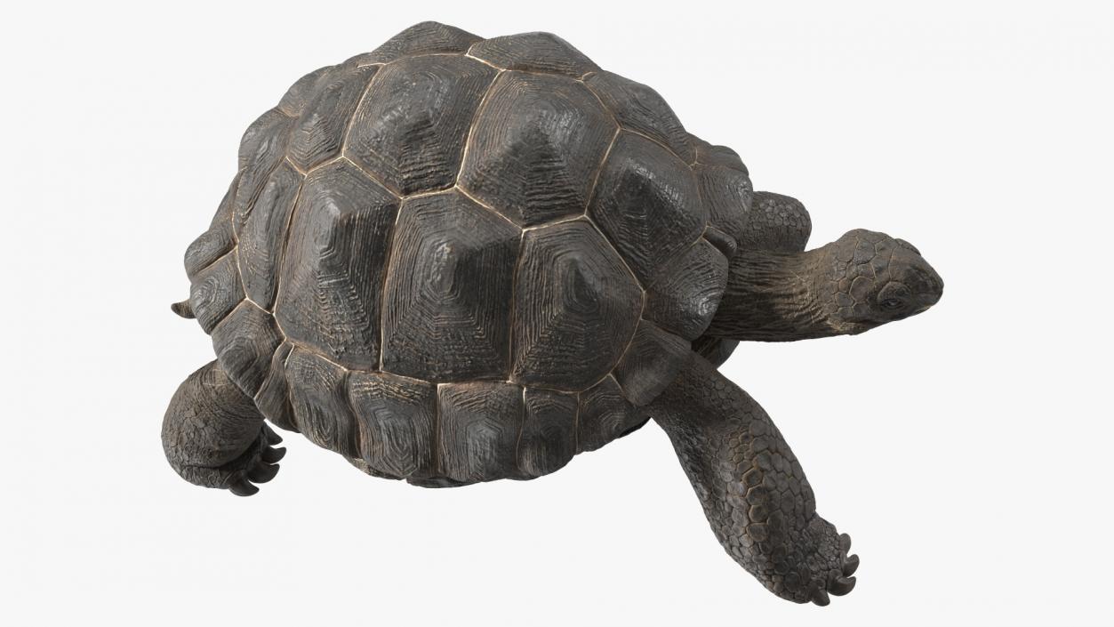 3D model Giant Black Tortoise Walk Pose