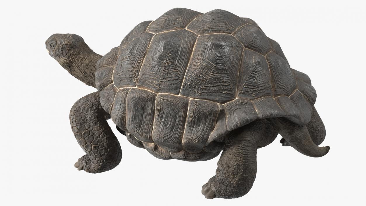 3D model Giant Black Tortoise Walk Pose