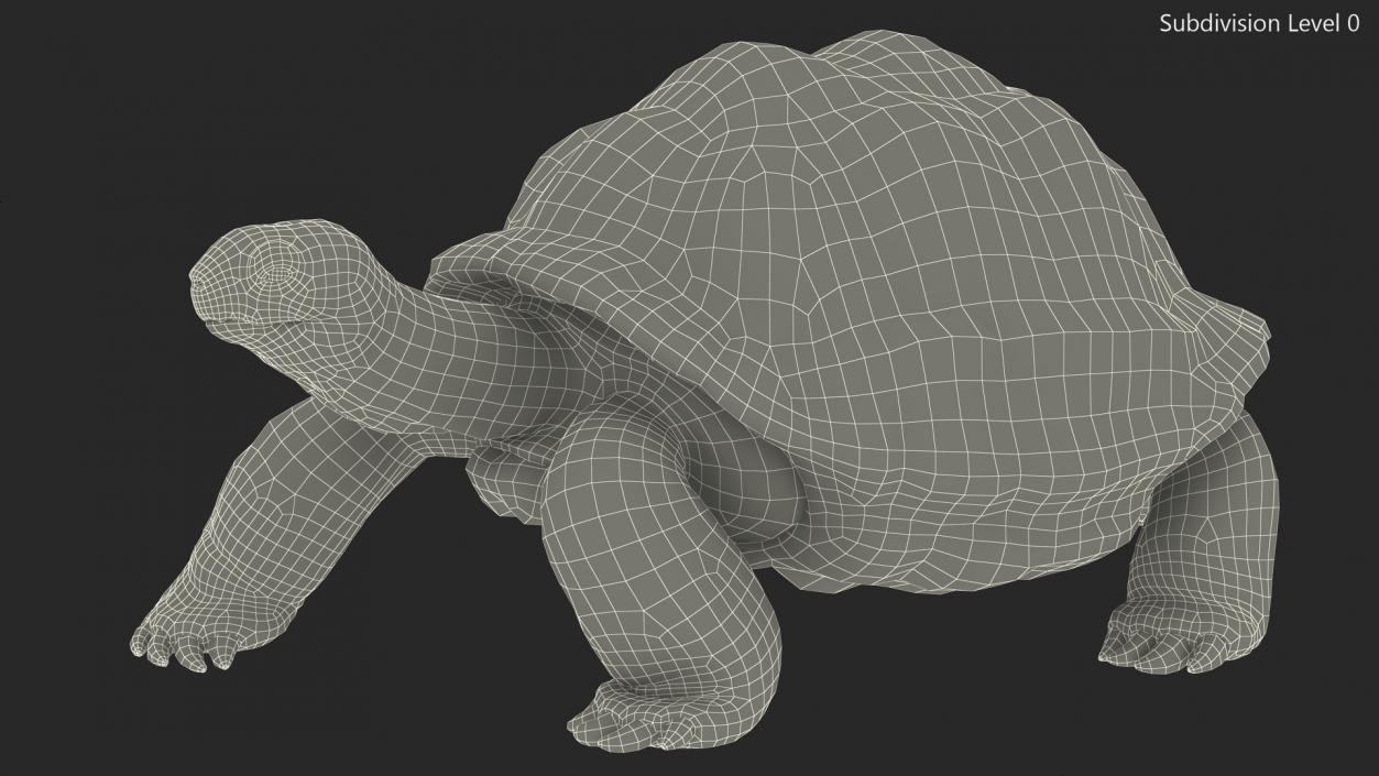 3D model Giant Black Tortoise Walk Pose