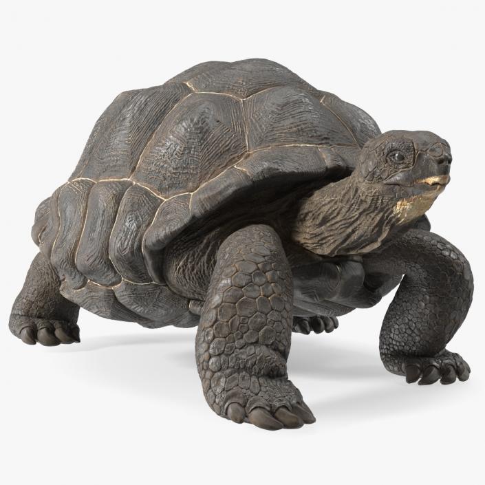 3D model Giant Black Tortoise Walk Pose