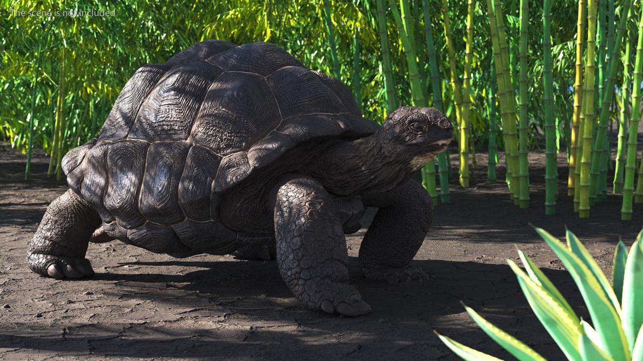 3D model Giant Black Tortoise Walk Pose