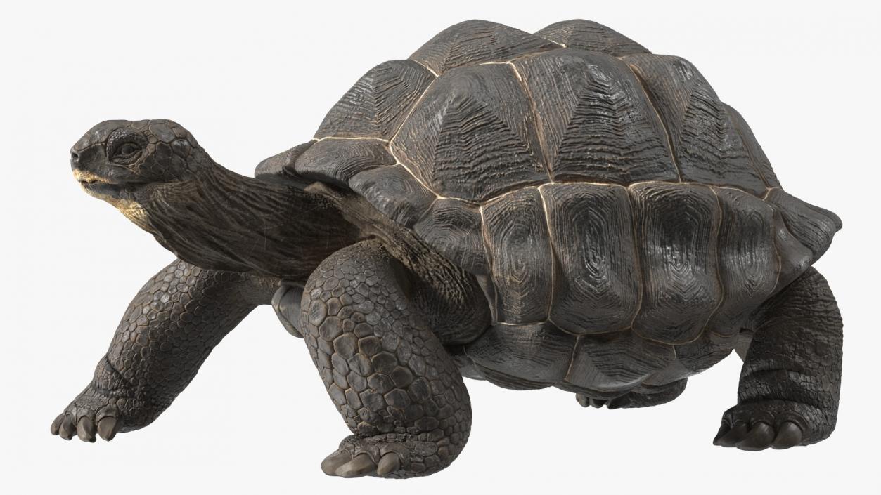 3D model Giant Black Tortoise Walk Pose