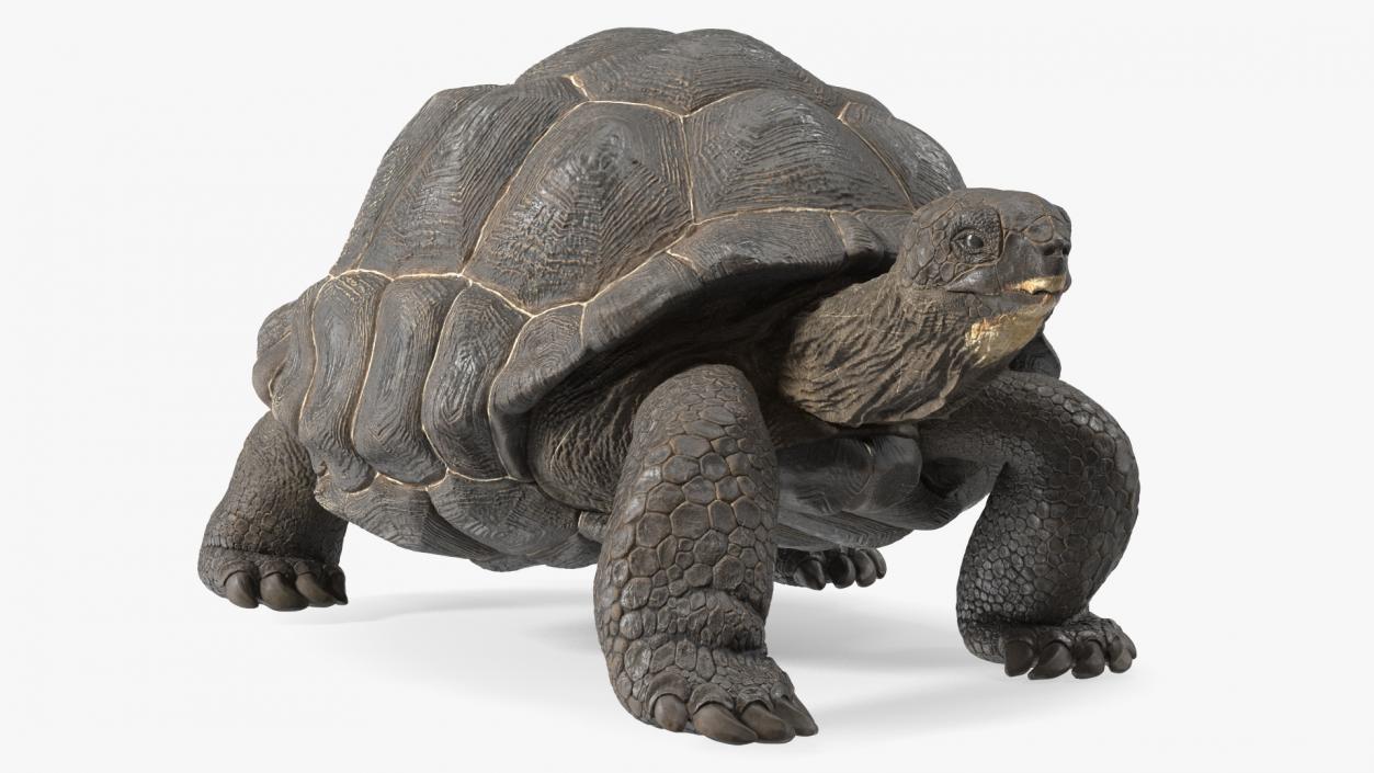 3D model Giant Black Tortoise Walk Pose