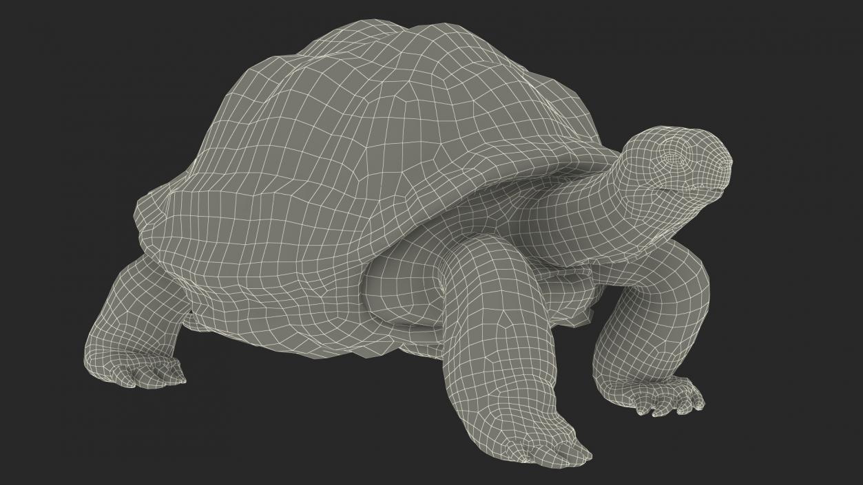 3D model Giant Black Tortoise Walk Pose