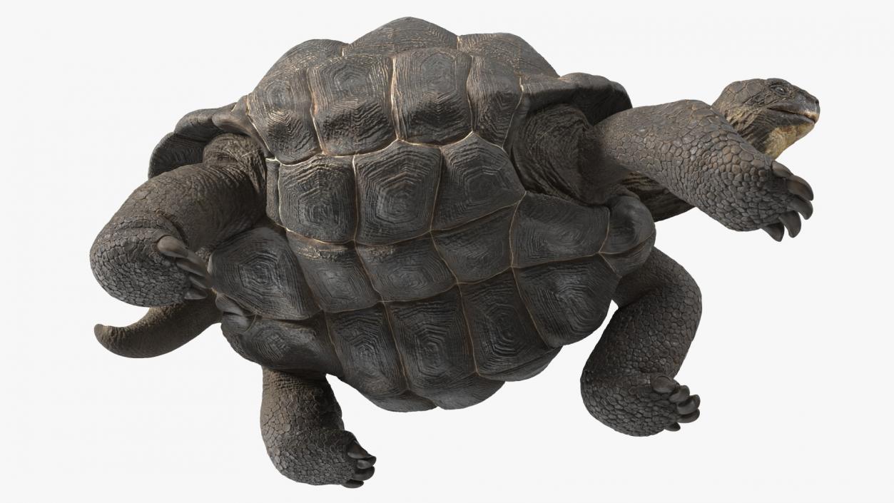 3D model Giant Black Tortoise Walk Pose