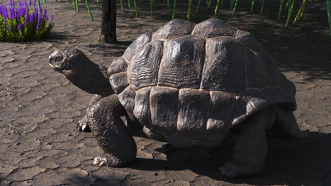 3D model Giant Black Tortoise Walk Pose