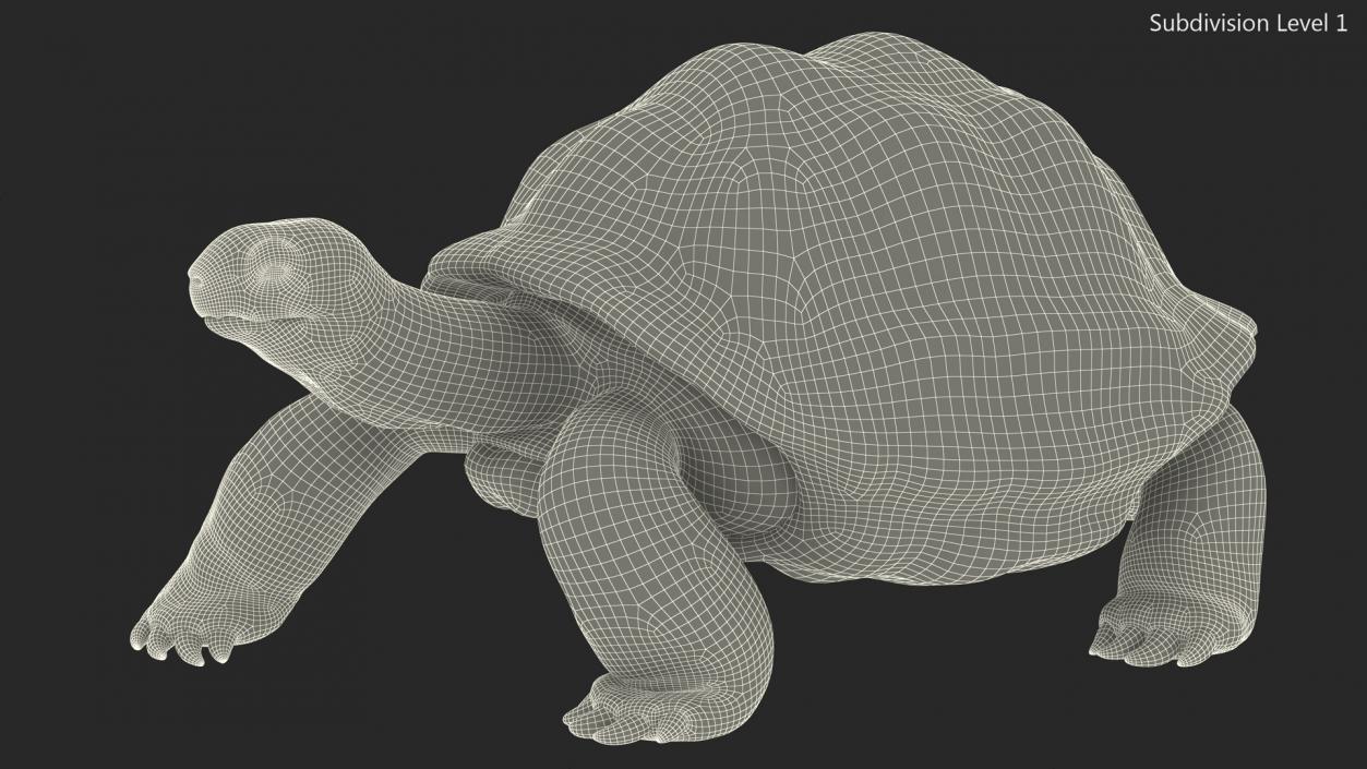 3D model Giant Black Tortoise Walk Pose