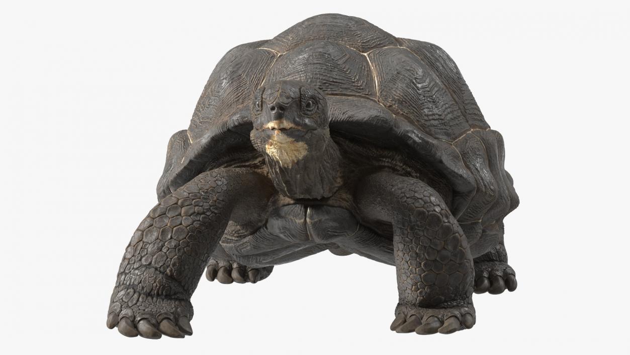 3D model Giant Black Tortoise Walk Pose