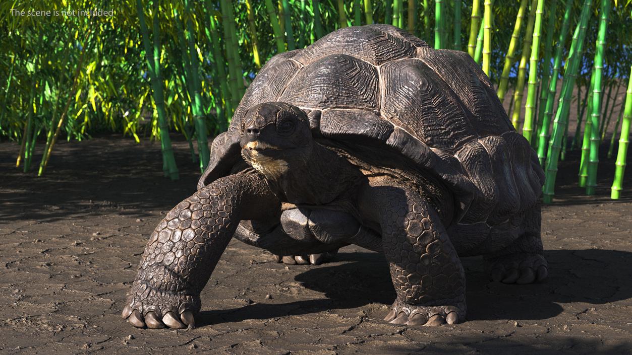 3D model Giant Black Tortoise Walk Pose