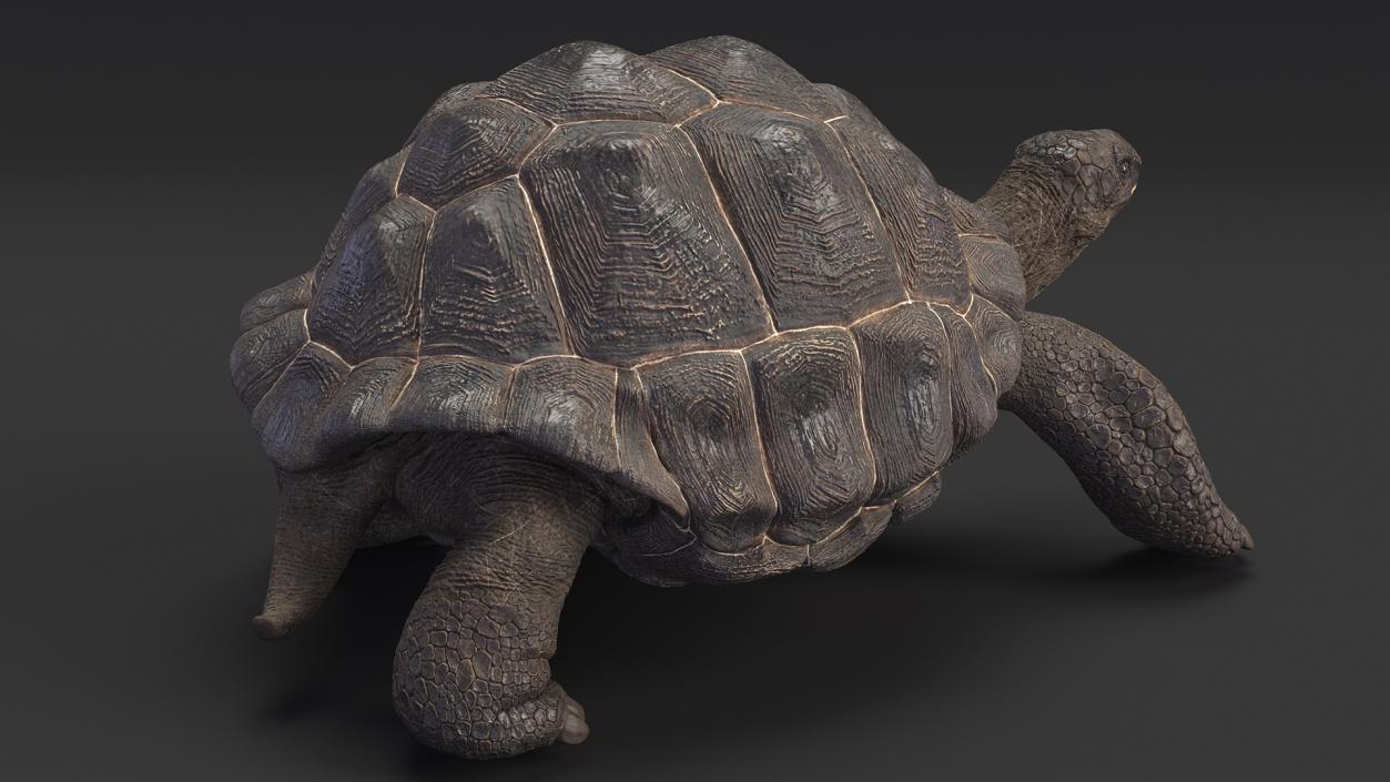 3D model Giant Black Tortoise Walk Pose