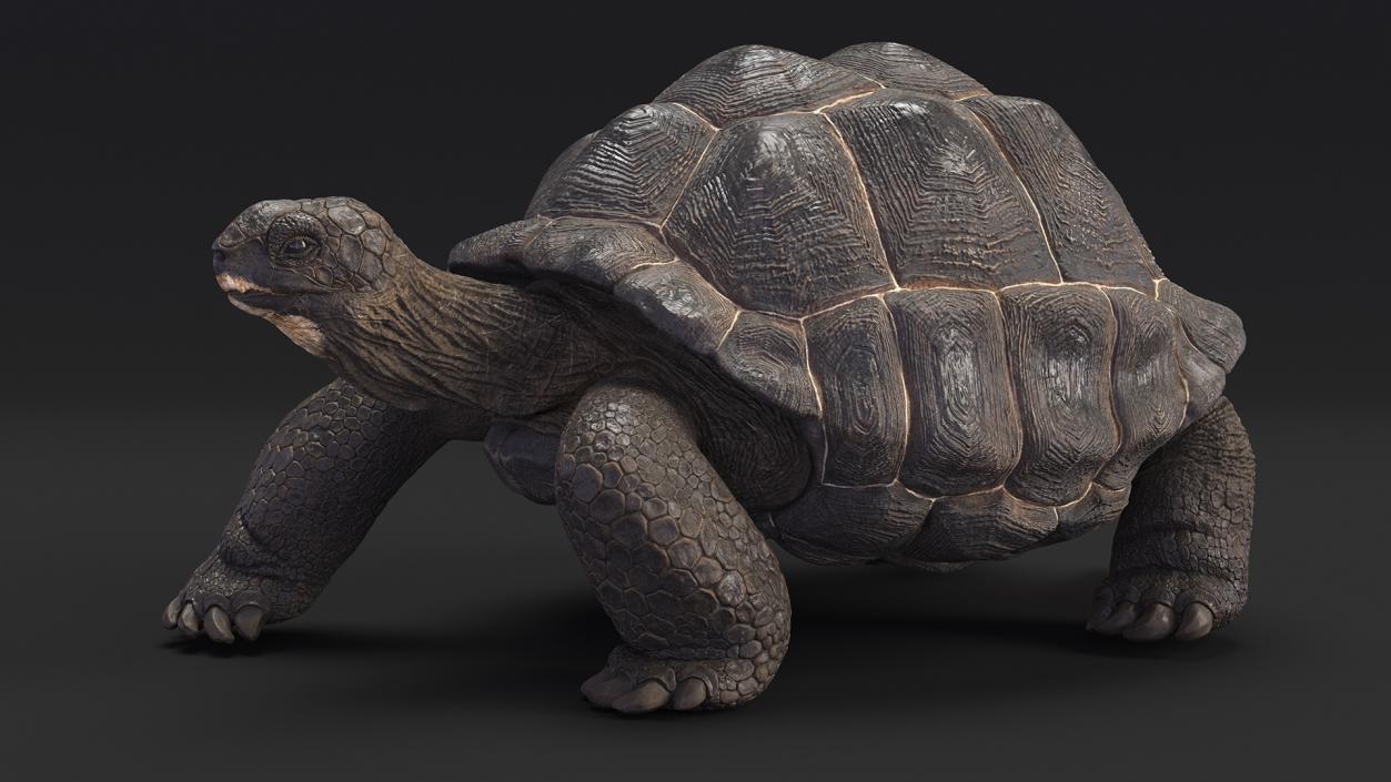 3D model Giant Black Tortoise Walk Pose