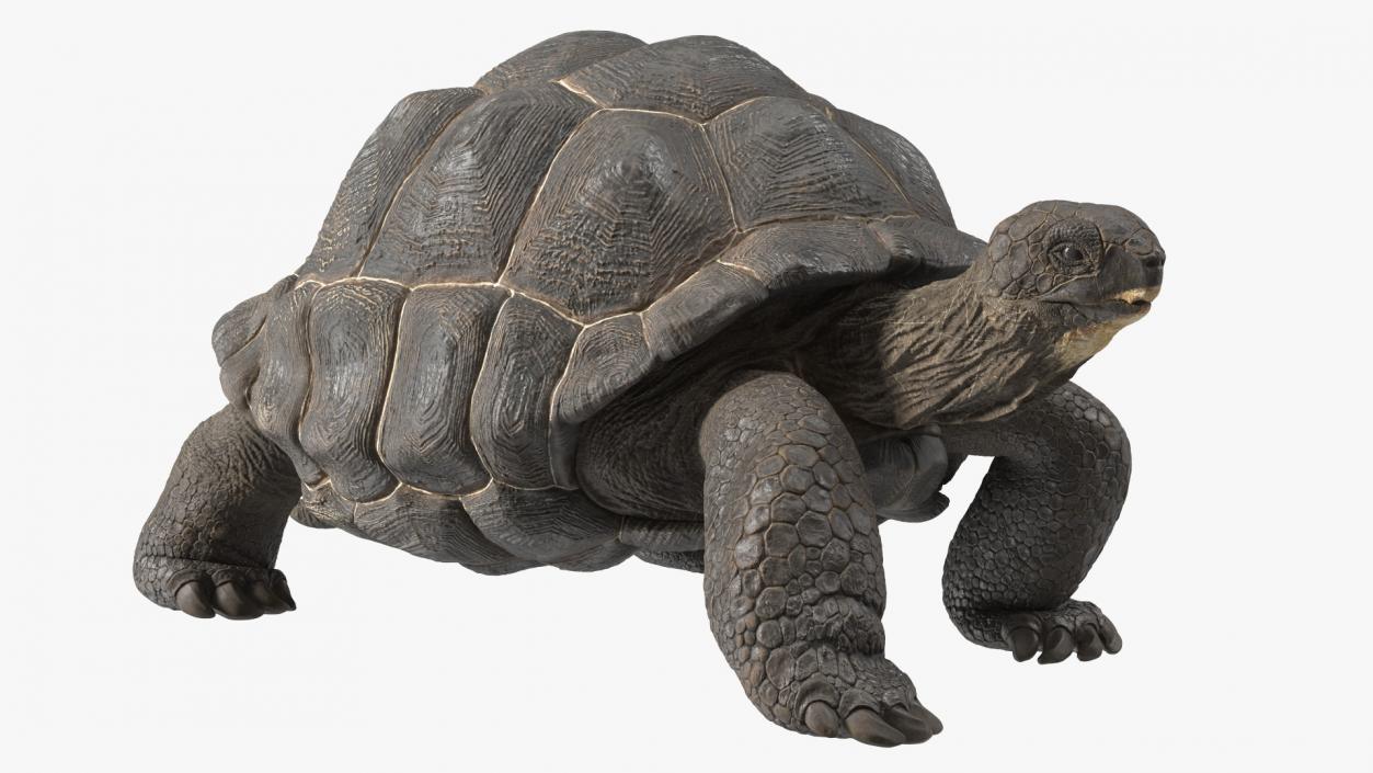 3D model Giant Black Tortoise Walk Pose