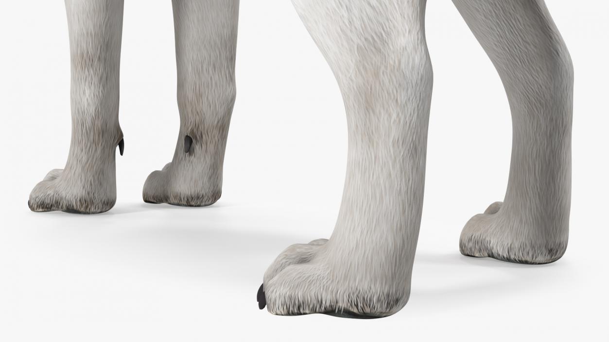 Siberian Husky Gray Standing Pose Fur 3D