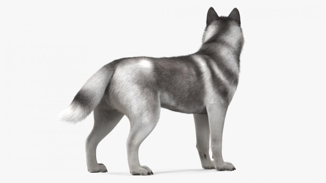 Siberian Husky Gray Standing Pose Fur 3D