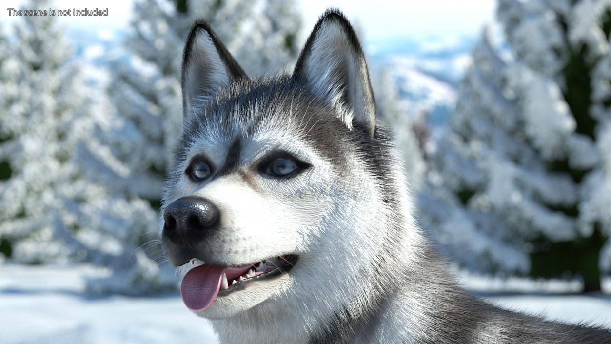 Siberian Husky Gray Standing Pose Fur 3D