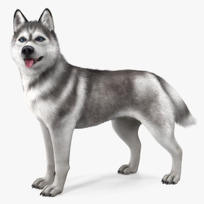 Siberian Husky Gray Standing Pose Fur 3D