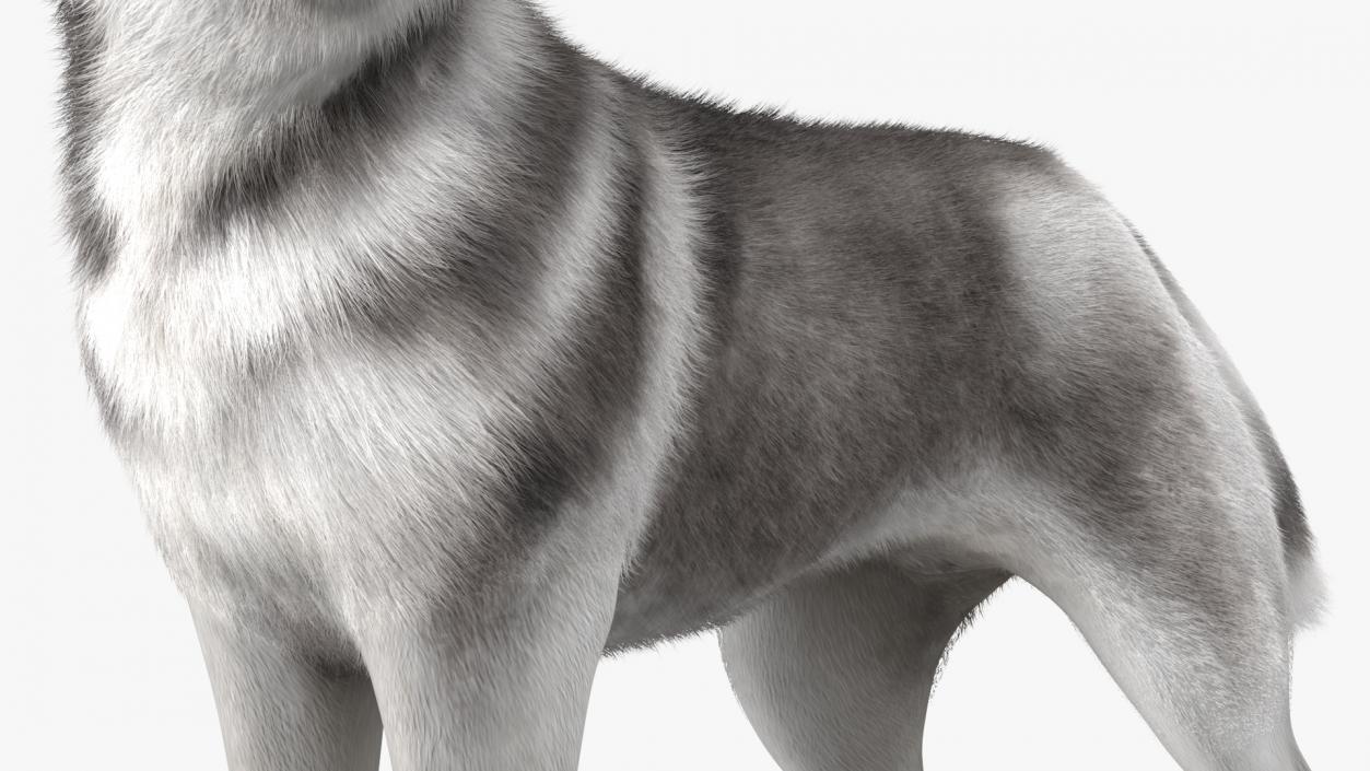 Siberian Husky Gray Standing Pose Fur 3D