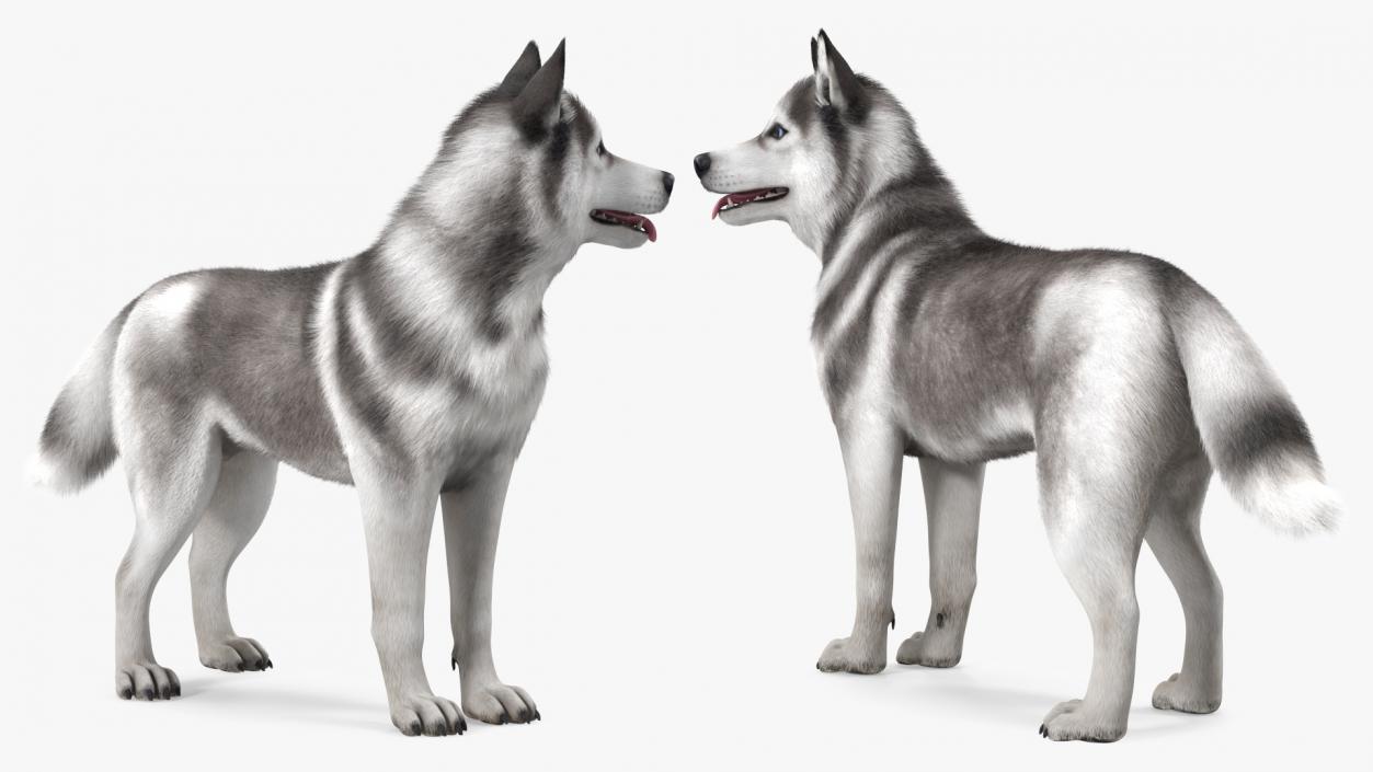 Siberian Husky Gray Standing Pose Fur 3D