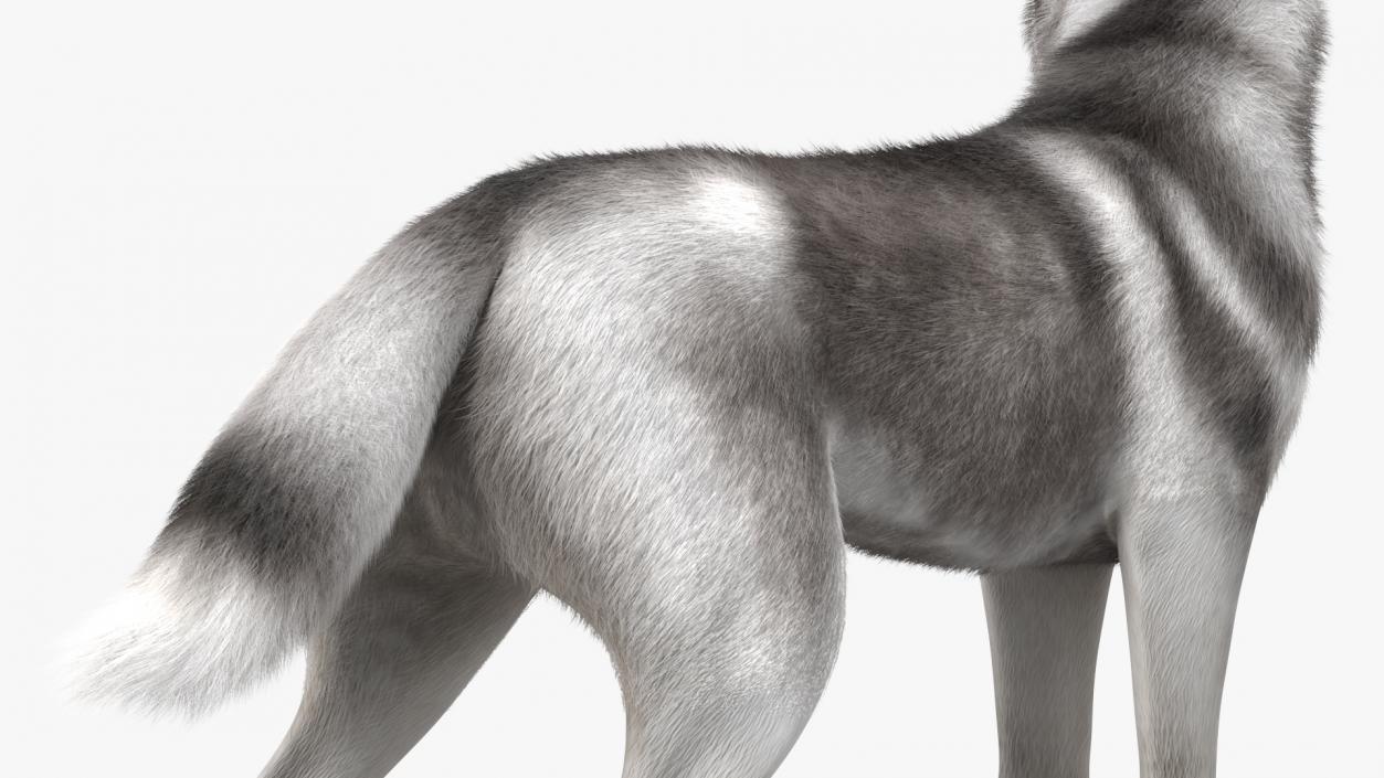 Siberian Husky Gray Standing Pose Fur 3D