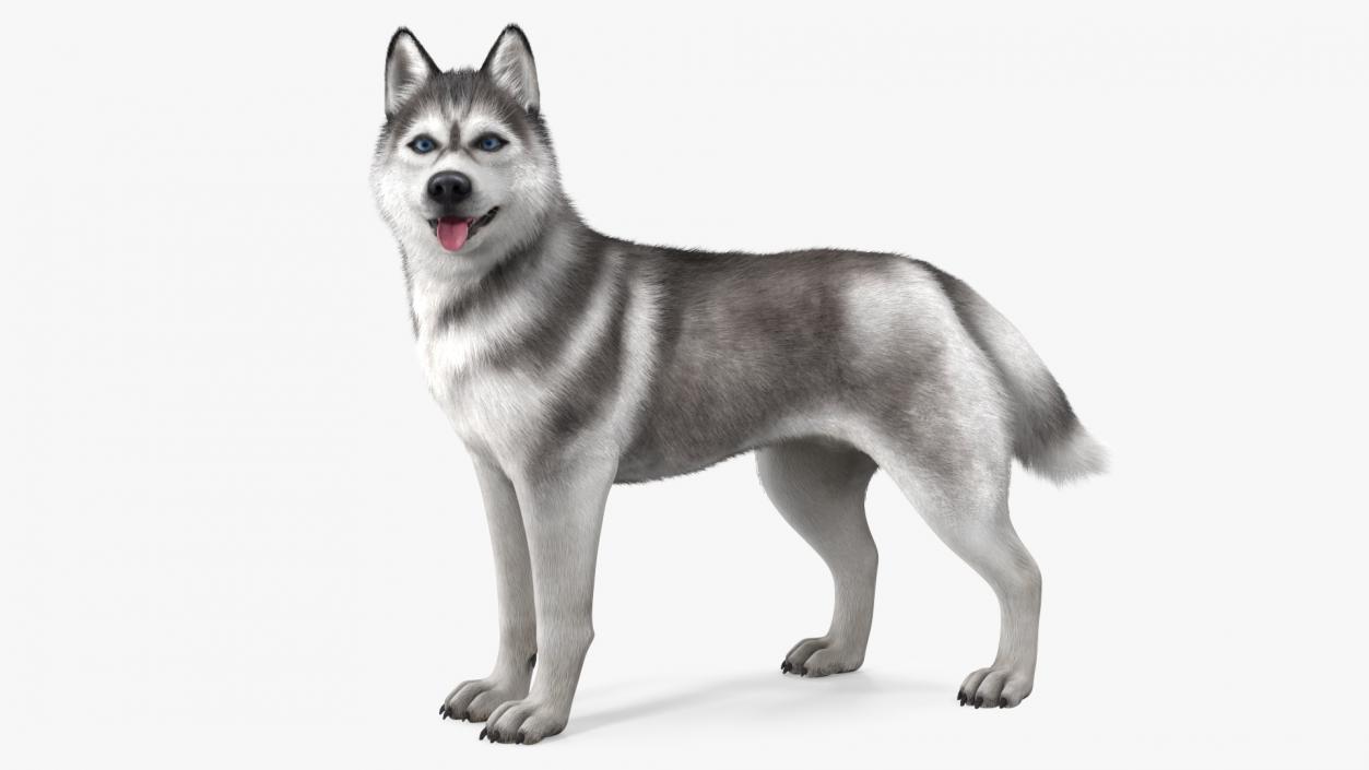 Siberian Husky Gray Standing Pose Fur 3D