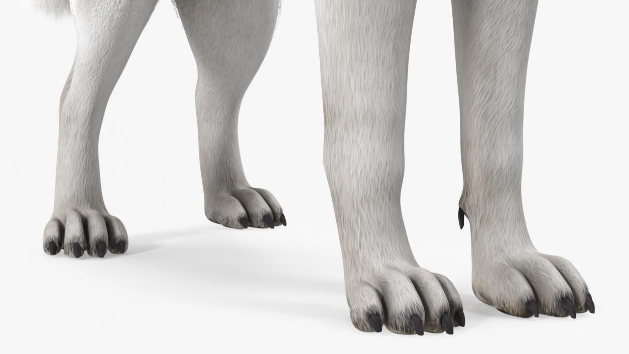 Siberian Husky Gray Standing Pose Fur 3D