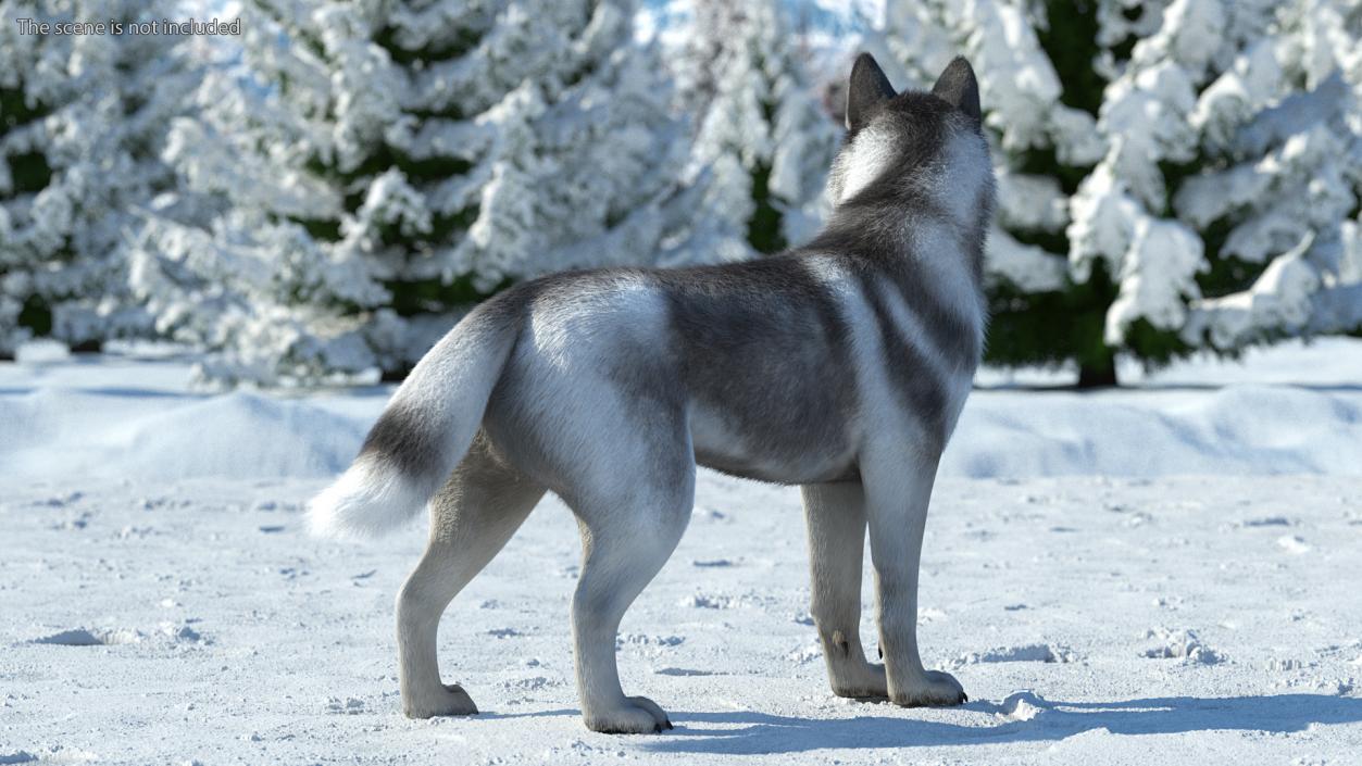 Siberian Husky Gray Standing Pose Fur 3D