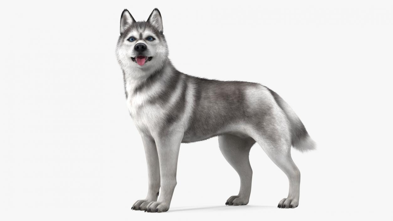 Siberian Husky Gray Standing Pose Fur 3D