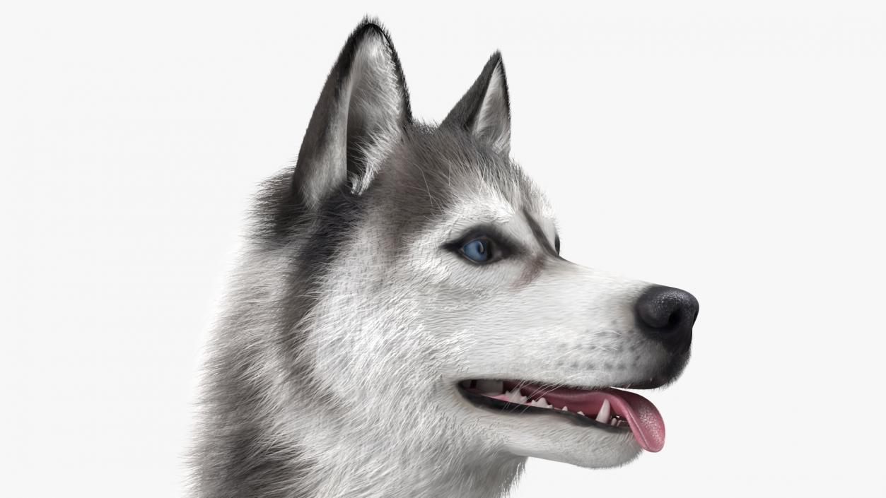 Siberian Husky Gray Standing Pose Fur 3D