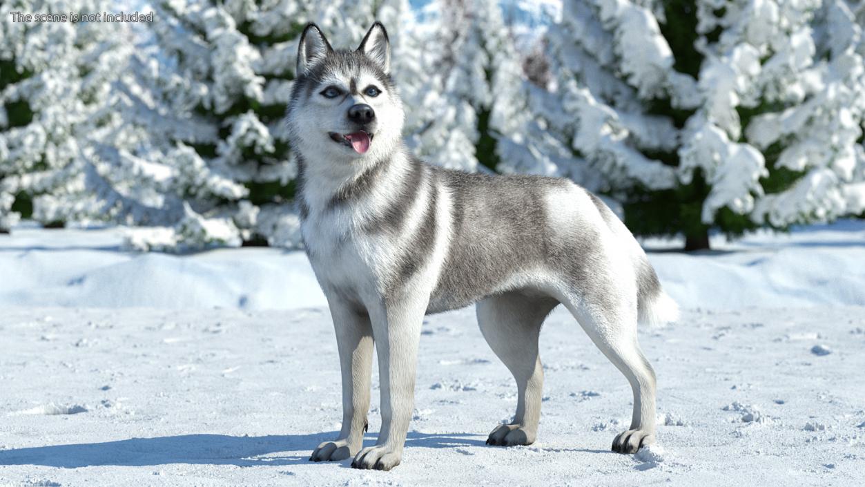 Siberian Husky Gray Standing Pose Fur 3D