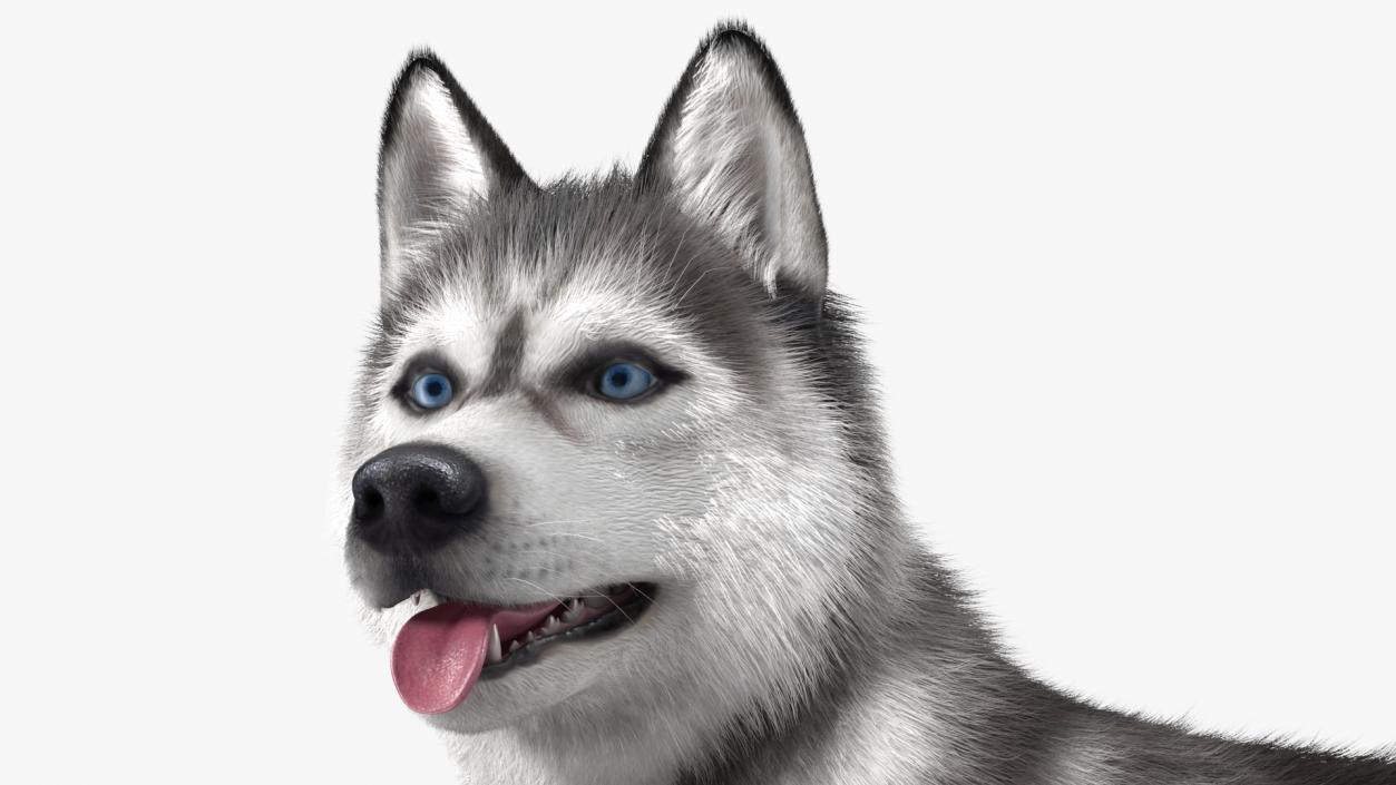 Siberian Husky Gray Standing Pose Fur 3D