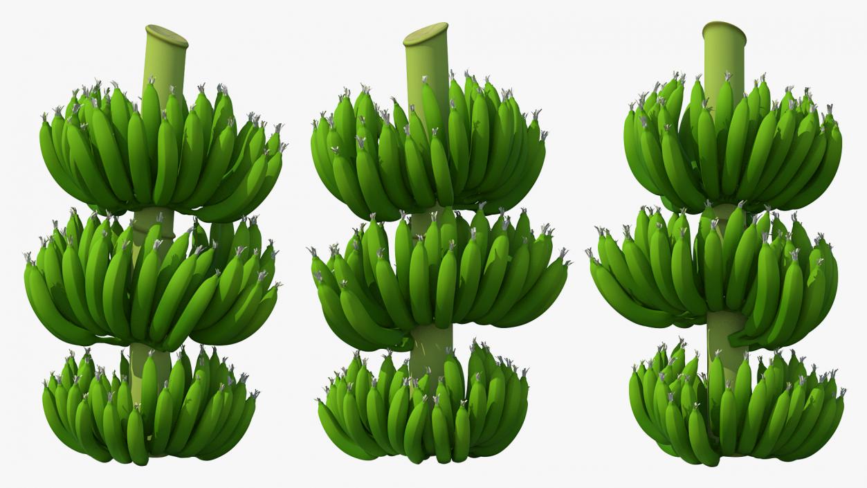 3D model Green Banana Cluster