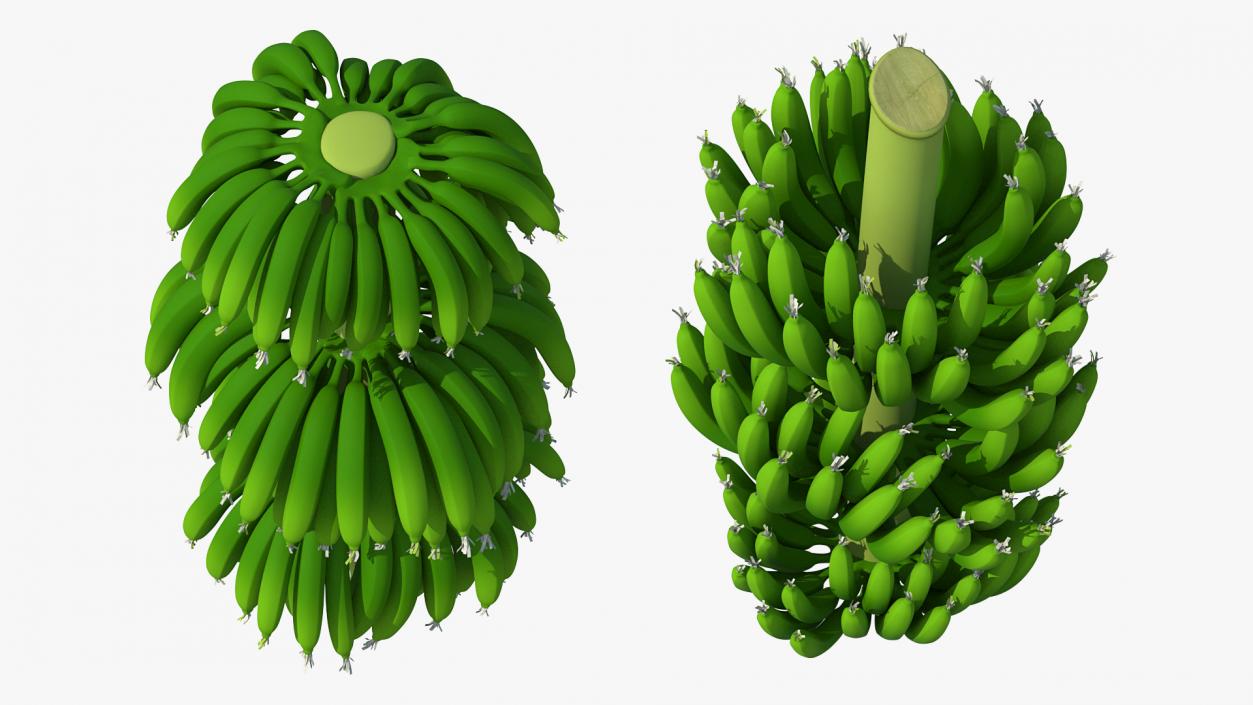 3D model Green Banana Cluster