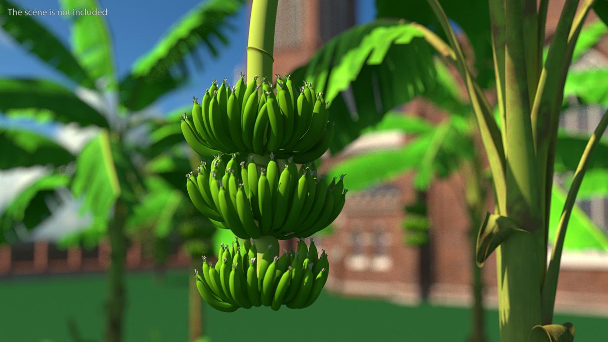 3D model Green Banana Cluster