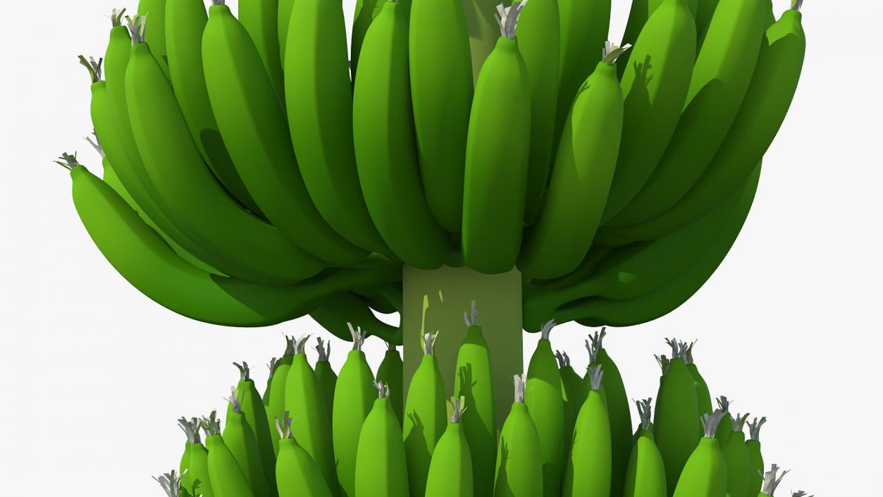 3D model Green Banana Cluster