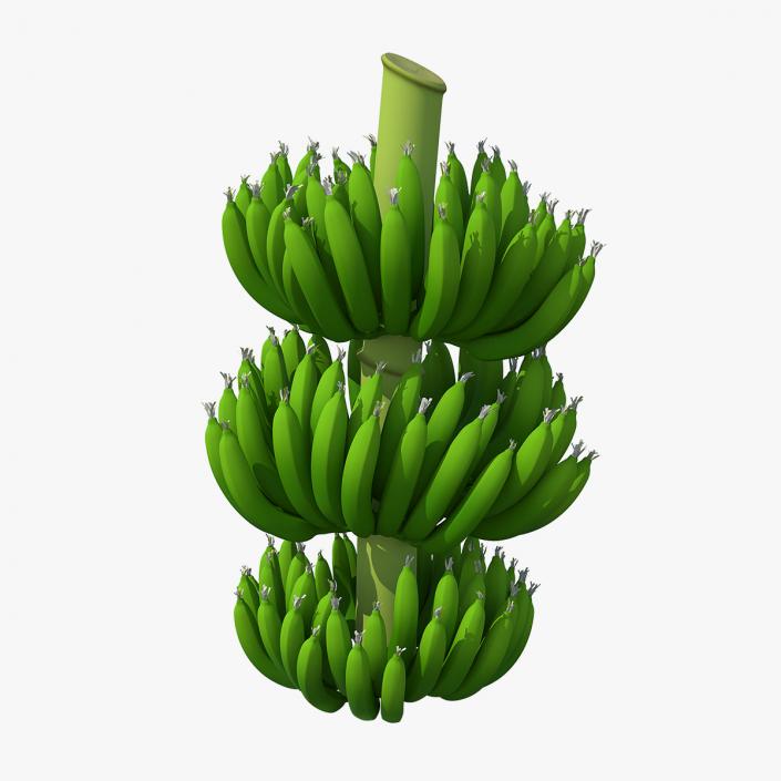 3D model Green Banana Cluster