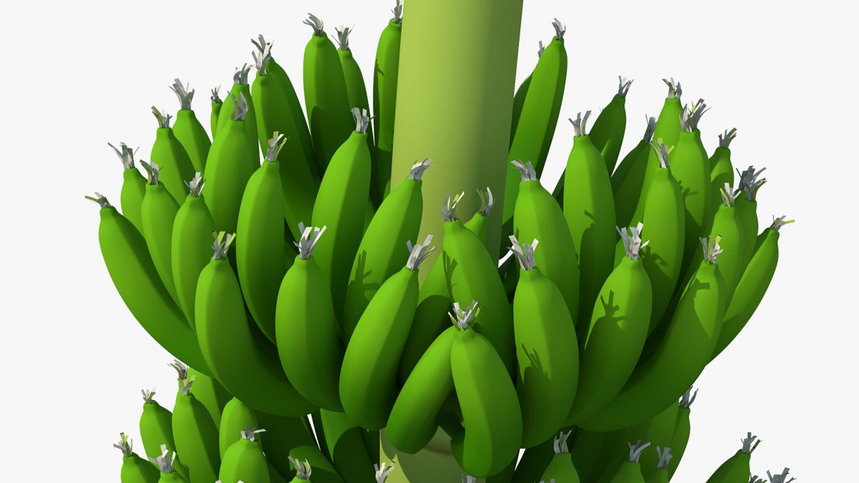 3D model Green Banana Cluster